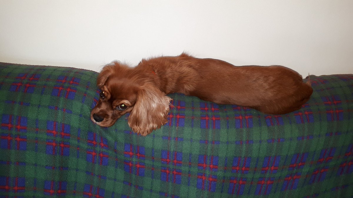FrancesProud's tweet photo. I'm comfy! https://t.co/bMMtAUsx8M