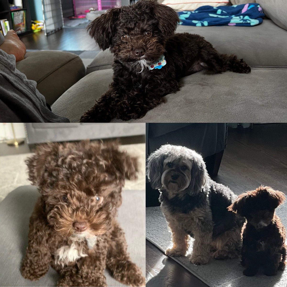 RezMobb's tweet photo. @darth Welcome back @Darth! Minnie’s little sister, Coconut the Schnoodle, has grown from 2 lbs to a whopping 6lbs! https://t.co/hd6SbsD4Nm