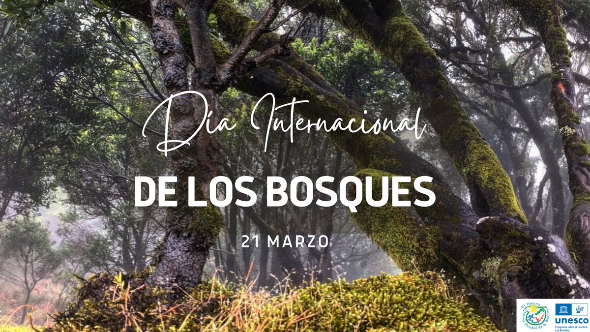 Hoy, #díainternacionaldelosbosques ,en #ElHierro podemos presumir: #Laurisilva, #fayalbrezal, y #pinares espectaculares.Además,un alucinante #bosque de #sabinas con formas  increíbles para adaptarse al medio y sobrevivir a la fuerza de los alisios que las azotan.
#somosbiosfera