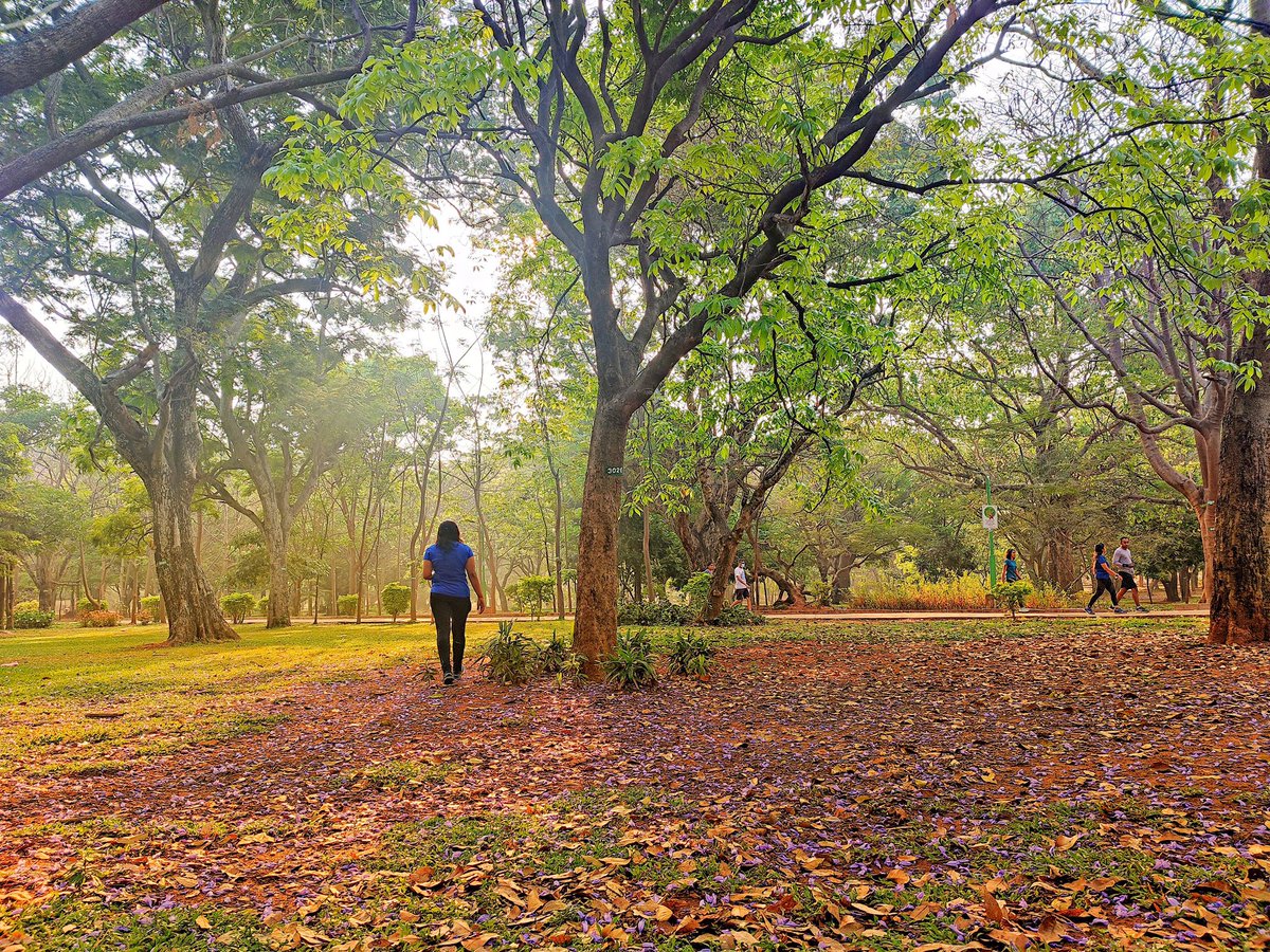 nehap16's tweet photo. Morning at Cubbon park 🥰

#Bengaluru #bangalore #cubbonpark #mornings #weekend https://t.co/Nm8k72Lu8K