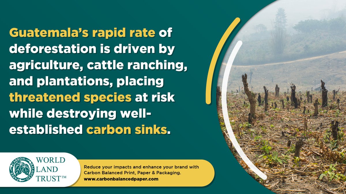 CarbonBalanced's tweet photo. On #IntlForestDay consider switching to #CarbonBalanced #Print and #Paper and get serious about sustainability.  https://t.co/y0sdnQJaSu https://t.co/K31fLKd0RH