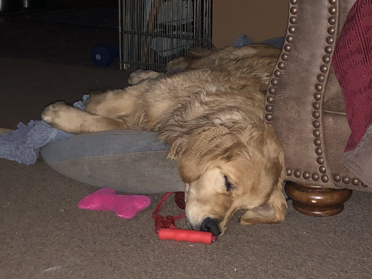 darbijothegoldn's tweet photo. After a fun filled and beautiful weekend, Miss Idgie has CLEARLY decided she is NOT doing Monday. Nope. ๐ฅฑ๐ด๐ค #MondaySnooze #tiredpuppy https://t.co/sELHmmHwT3
