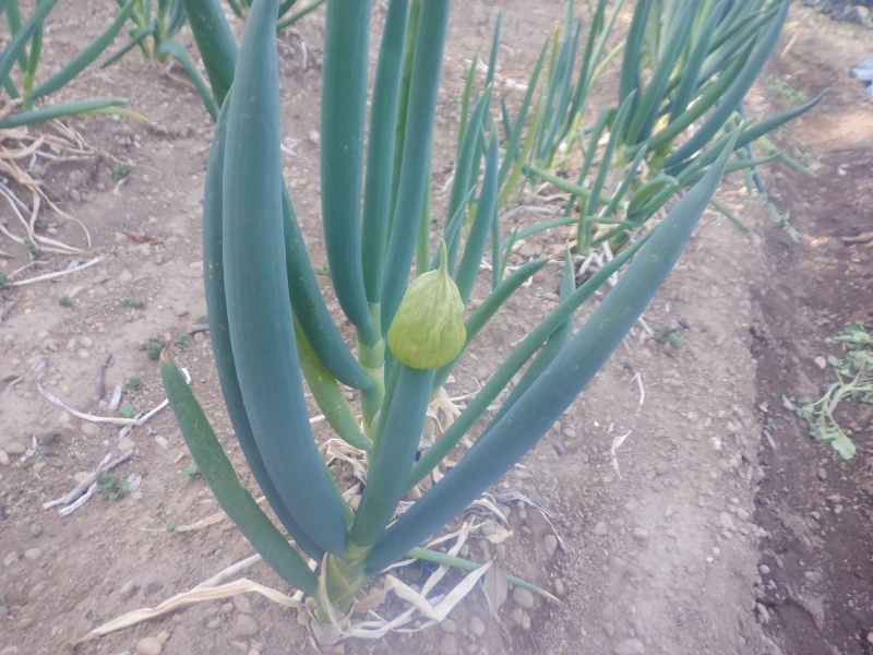 うさ A Tuwita 3 21 こっちのねぎもあっちの葱も ネギ坊主さんが出てきました 花が咲いちゃってるのもあるし ネギ 坊主は取って延命するらしいんだけど ネギのエンドレス栽培ってどうするん もしや私エンドレス出来てるんちゃうん 九条ねぎ 分け葱 赤ネギ 美白