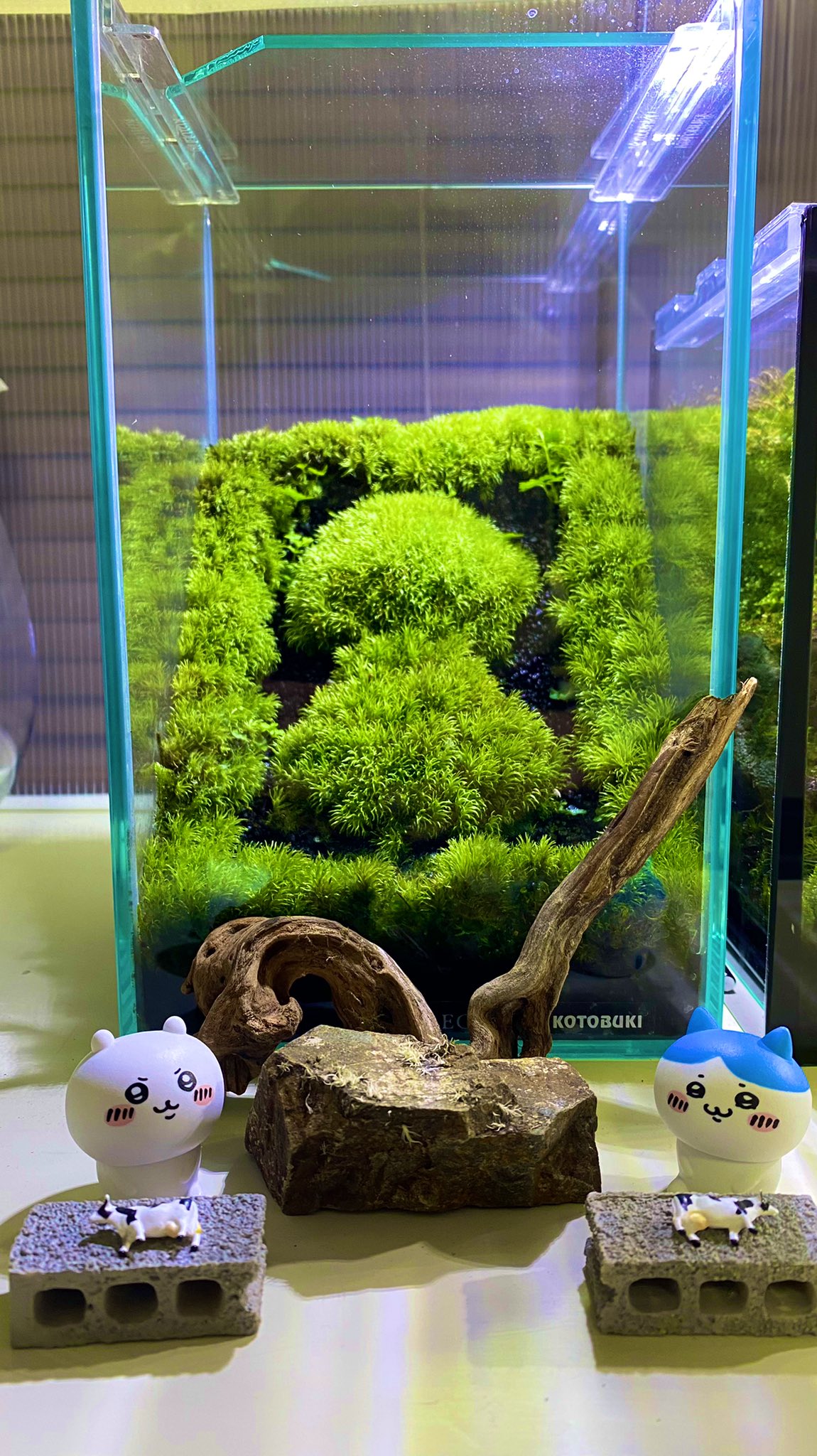 Suchi 苔テラリウム Suchi Twitter
