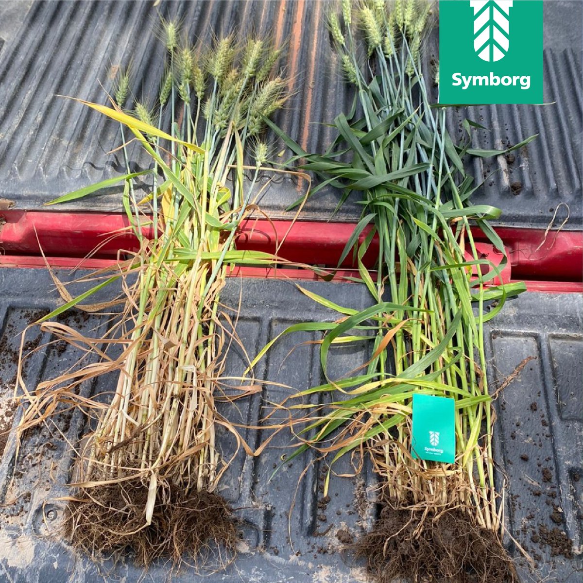 SymborgLATAM's tweet photo. Comienza la temporada de desinfección de semillas de trigo para potenciar su desarrollo con excelente resultados.

Utiliza Resid MG y descubre más de este producto aquí: https://t.co/y2uSZC8c28

#Symborg #bioestimulante #ResidMG #maiz #terreno https://t.co/c0cv3FuLh1