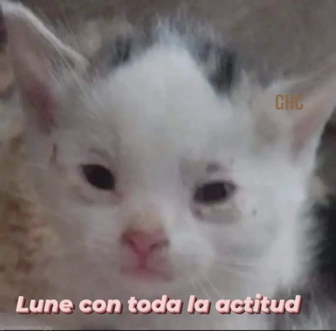 El Guarromántico tweet media