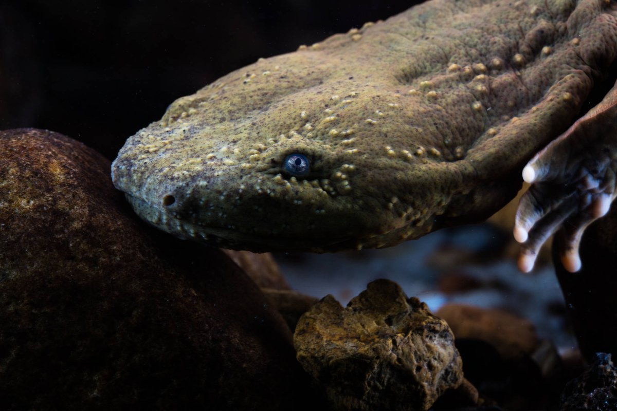 U.S. Fish and Wildlife Service tweet media