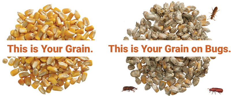 ProAgND's tweet image. ‼ NOW SCHEDULING ‼
Pro Ag is now scheduling grain bin spraying using Diacon®. With commodity prices high, we want to help protect our customer&apos;s storage bins. Call Cory at 701-516-4660 to get on the schedule early!
#agbiz #Bismarck #diacon #binspraying