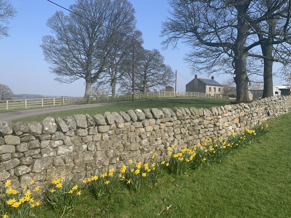 Daffodils fully out today in the beautiful spring sunshine #westleasfarm #springtime
