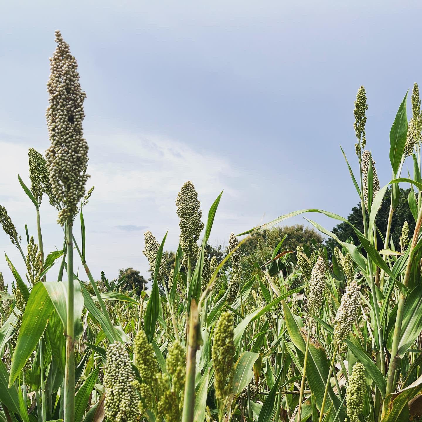 Fainta Negoro Farming Sorghum Takes 60x Less Water Than Rice And Yields More Per Square Meter Making It More Sustainable Sorghum Is The Sustainable And Tasty Grain You Can Substitute