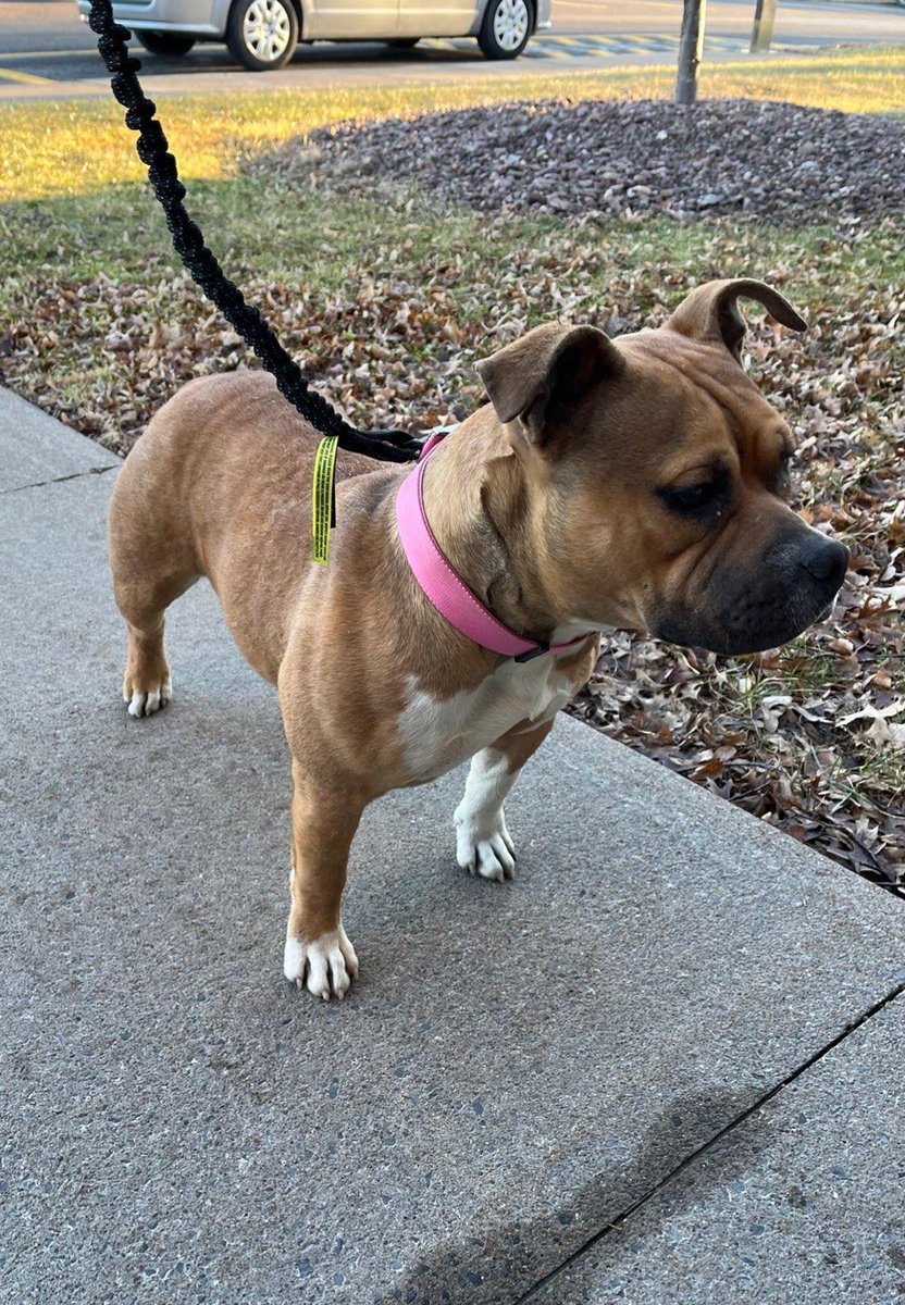 nyspolice's tweet photo. Troopers are looking for the owner of this female dog located at exit 38 (Liverpool) on the ramp to I-90 in the town of Salina.  She has been turned over to the Onondaga County SPCA.  Please call 315-454-4479 or 315-437-2831 with any information. https://t.co/qXtmhCLrar