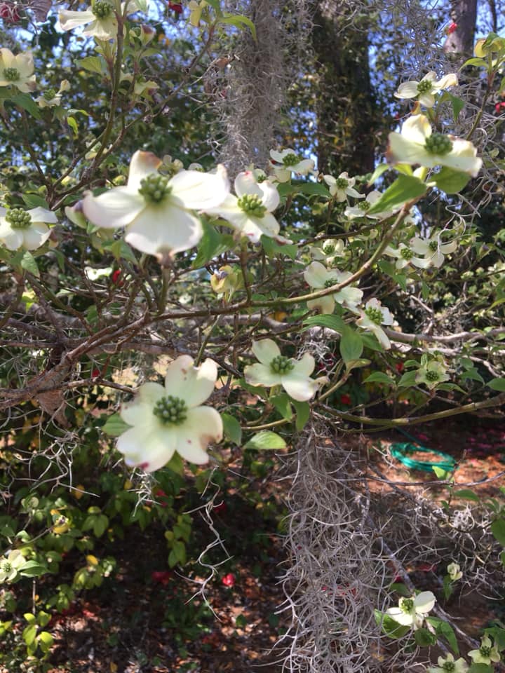 GeorgetownCCOC's tweet image. Spring is here!