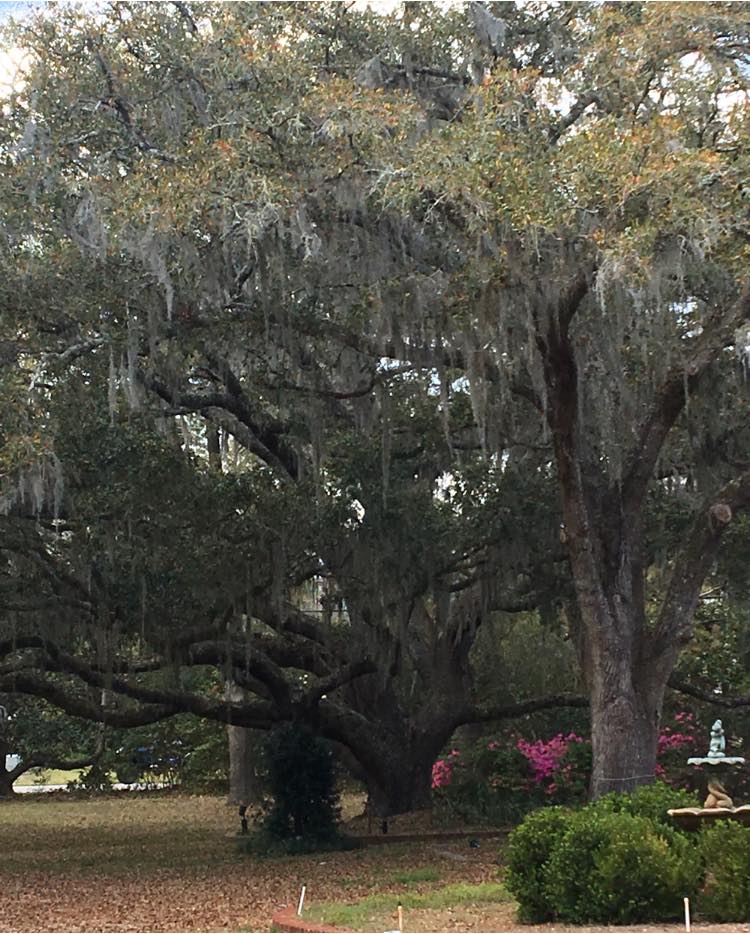 GeorgetownCCOC's tweet image. Spring is here!