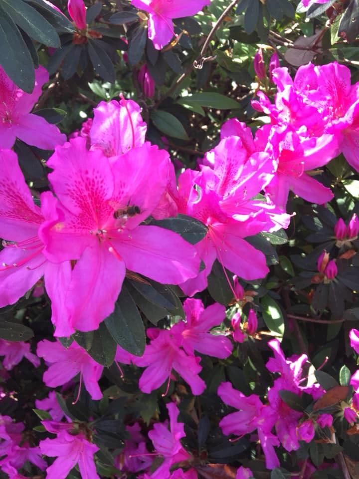 GeorgetownCCOC's tweet image. Spring is here!