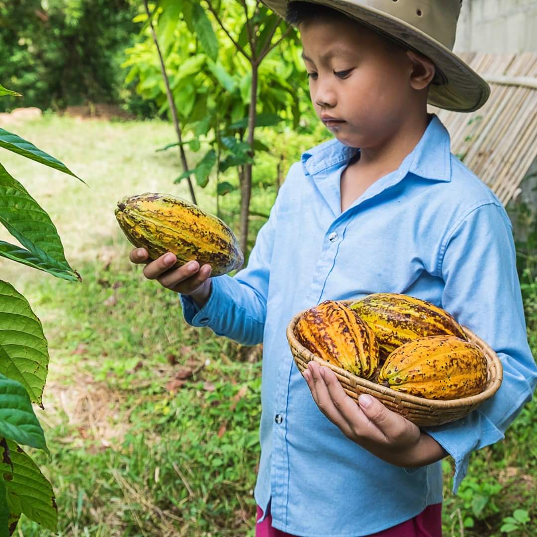 🍫  Koa implements blockchain system for transparent payments to cocoa farmers. #CryptoNews #blockchain