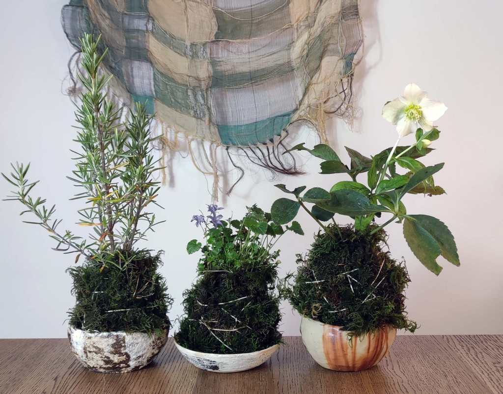mkartscentre's tweet photo. 👧🏻👦🏼🖐🏻Join us and learn KOKEDAMA- 苔玉 (moss ball)-a Japanese art of wrapping the root of plants in moss which holds the nutrients without a pot.
You will also be able to purchase the artist's handmade ceramic tray at a small additional cost.🌷
#miltonkeynesarts #japaninuk https://t.co/EmWTUdfD3O