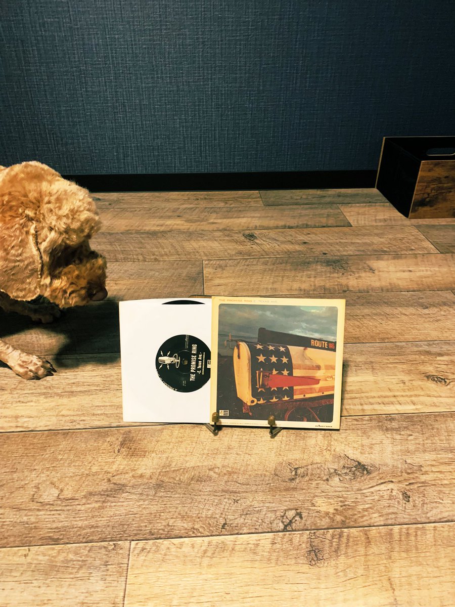 PositiveMaddog's tweet photo. エモ・クラシコことPROMISE RING✖️TEXAS IS THE REASONでも聴いて明日からのbullshit jobs(クソどうでもいい仕事、の意)に備えよう

#伝統の一戦 #エル・クラシコ #PROMISERING #TEXASISTHEREASON #JADETREE #ミディアムプードル #中型犬 https://t.co/FU2roVSTdO