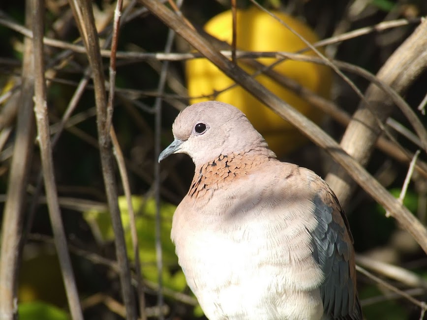 datematch2's tweet photo. @nydiavillarreal #love your #bio!
kindess,
roberto
ps the birds are my best friends,
pps ... remember; 
“If you tell the truth, you don't have to remember anything.”
― Mark Twain
#quote https://t.co/nK0wm4kdPV