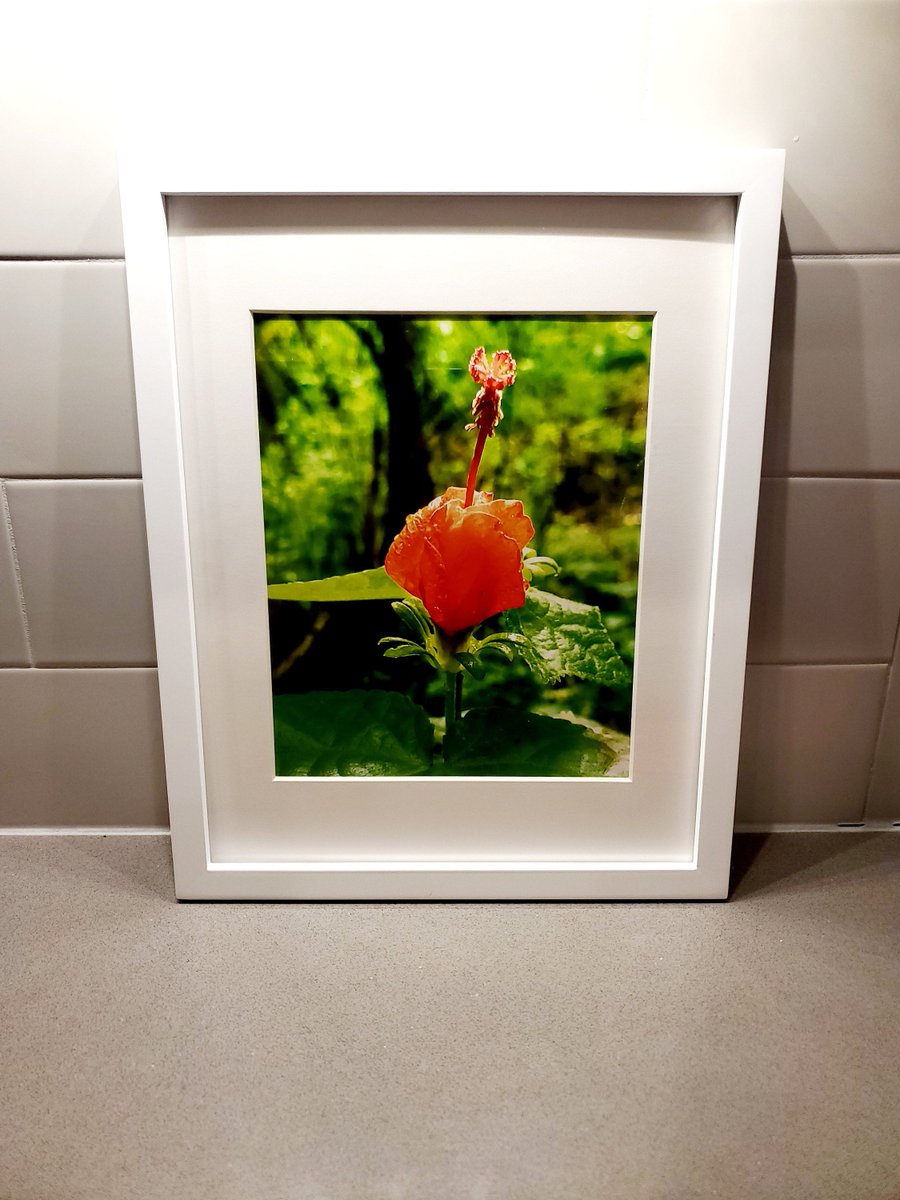 firewheelphoto's tweet photo. Did you know you can buy framed prints from my shop? Check out this framed print of one of my favorite Texas Wildflowers! This one is headed to a customer in Arizona, but you can have one too...shop https://t.co/hpZaZTr5Di to purchase your framed print today https://t.co/dtaSlkP91a
