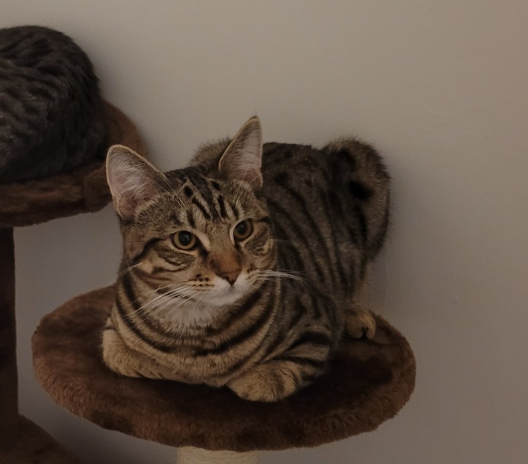 Luke Thompson tweet media