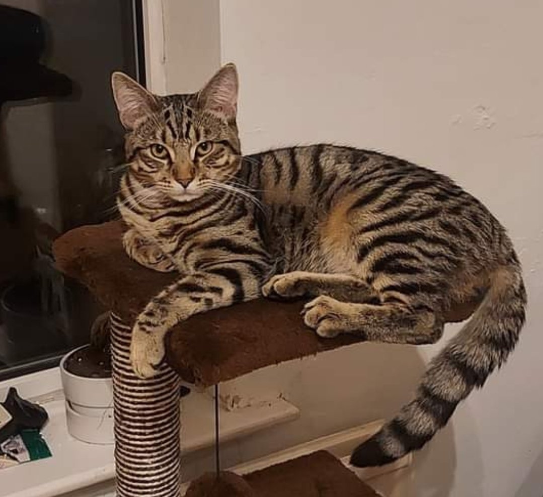 Luke Thompson tweet media