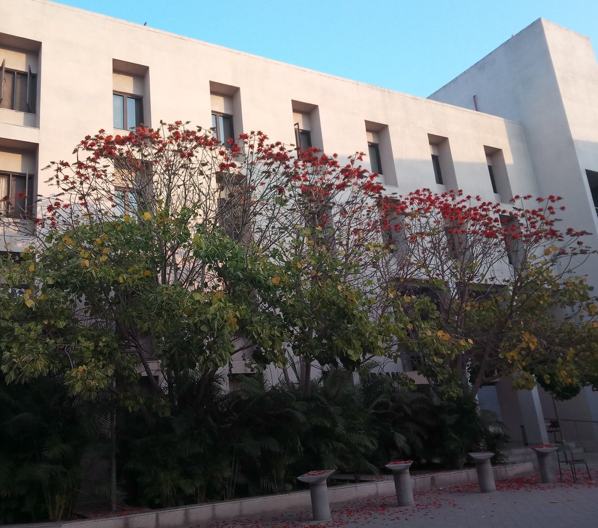 iitgn's tweet photo. The blooming flowers spread out the vibes of freshness in the air.

Picture by Ravi Kanth Sriwastav

#RandomClick #IITGNCampusClick #BeautifulIITGN #IITGNCampus #Gandhinagar #BeautifulGandhinagar #Spring #Flowers #BloomingFlowers https://t.co/9nYLbix60p