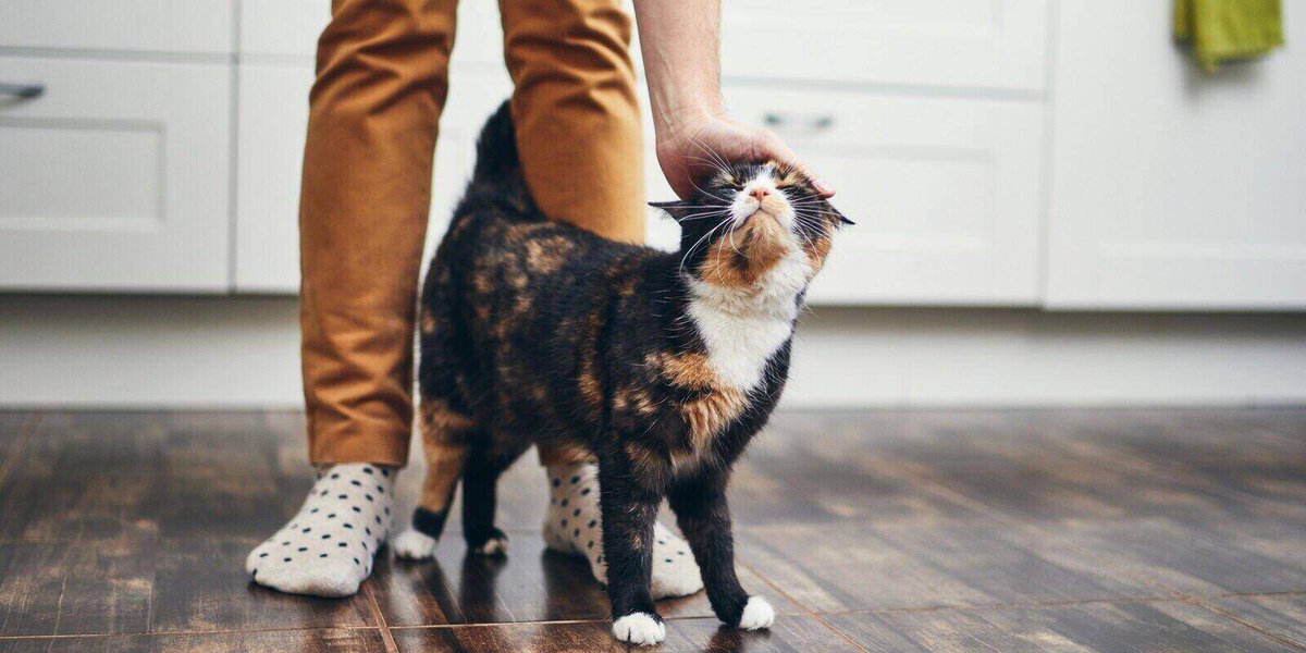 pawpalspet's tweet photo. Top 8 Questions To Ask Your Cat Sitter https://t.co/SD8VcEIC9O