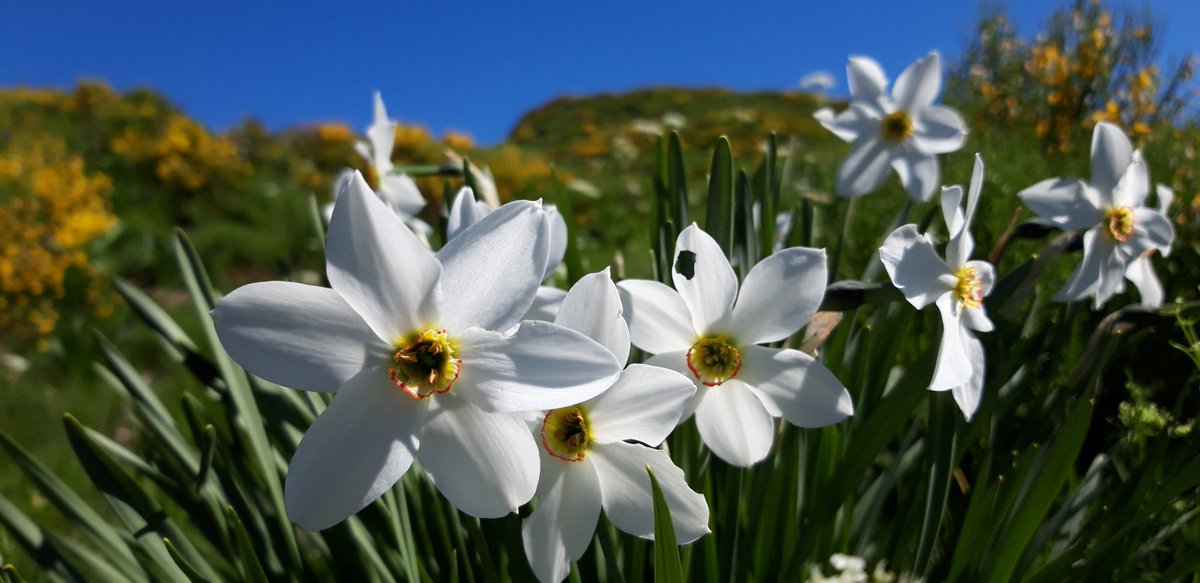 C'est officiellement le printemps ! Bon #lundifleuri à tous ! #cantal #auvergne #Printemps