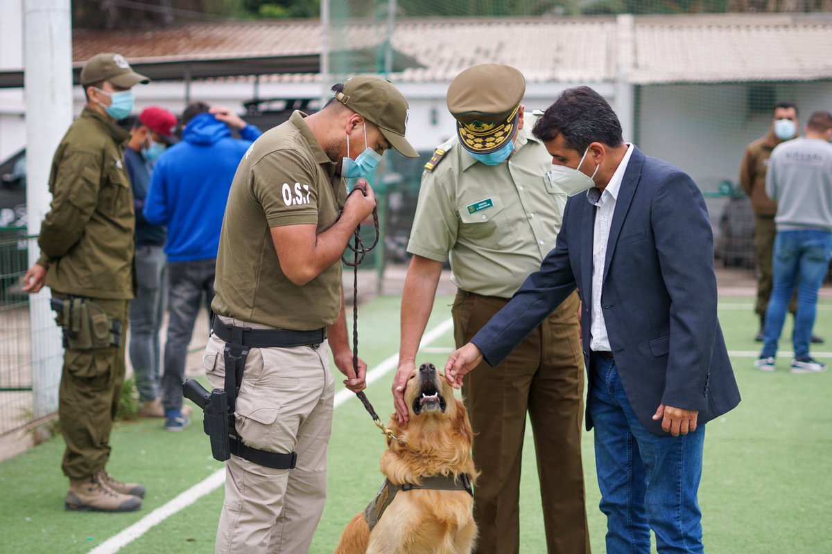 Delegado Presidencial <a href="/gerardotapia/">Gerardo Tapia T.</a> destacó la labor del OS7 de <a href="/CarabIIIRegion/">Carabineros Atacama</a> que, con ayuda del can #Frodo 🐾 lograron incautar cerca de 50kg de droga, lo que significa sacar de las calles de 🇨🇱 más de 115 mil dosis de estupefacientes que tanto daño le hacen a las familias.