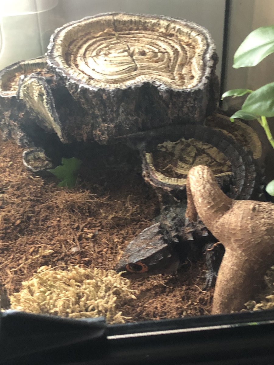 scott_hrs's tweet photo. @HourlyLizards https://t.co/QTGdLz3i0m