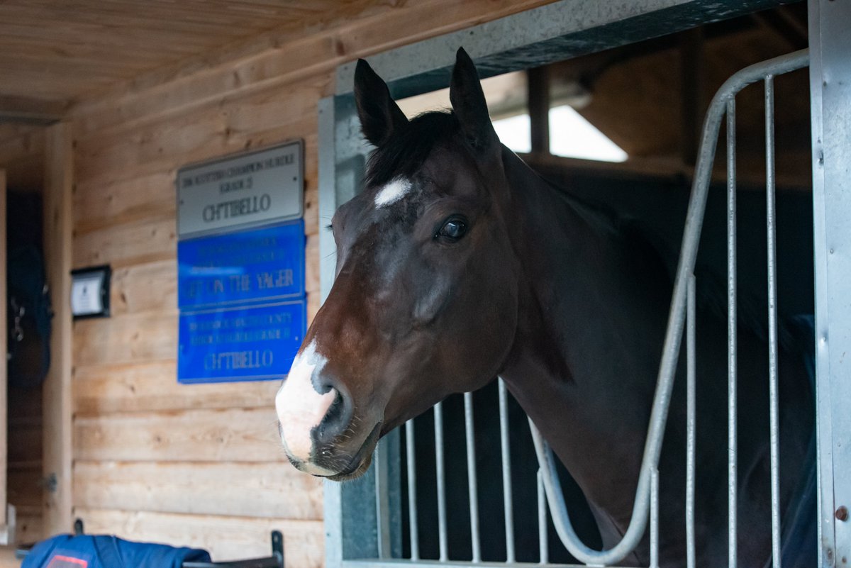REDMILLSHorse's tweet photo. A very happy retirement to Scottish Champion Hurdle &amp; @cheltenhamraces Festival winner Ch'tibello @DSkeltonRacing ⭐️⚫️🟣

#FeedYourDesireToWin https://t.co/f5SPK9QljC
