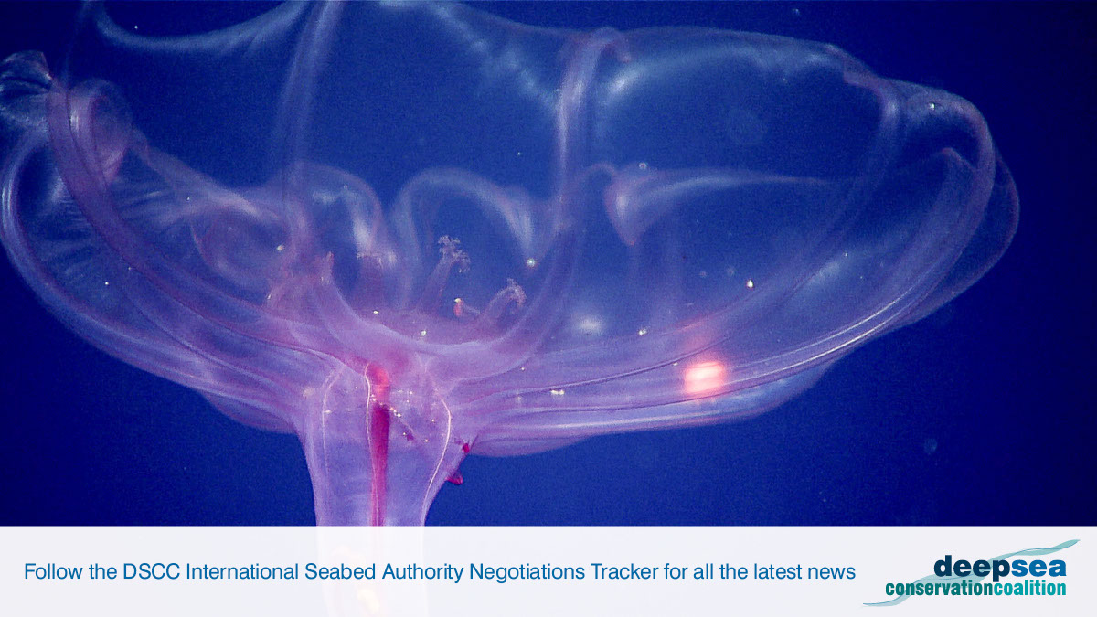 The 27th Session of the <a href="/ISBAHQ/">International Seabed Authority</a> starts in Jamaica this week to advance negotiations to accelerate the rush to mine the #DeepSea, the 💙 of our planet. Check out <a href="/DeepSeaConserve/">Deep Sea Conservation Coalition</a>'s new Negotiations Tracker for the latest. #KeepItInTheDeep. savethehighseas.org/isa-tracker/