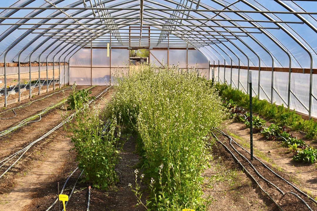 It was great to see so many people at the Art Market in San Elizario yesterday!  The vendors had so many beautiful items and I can’t wait until the next one!
I’m glad I also had time to make a quick stop at Bodega Loya on my way home.  The fresh mint and cilantro were amazing!