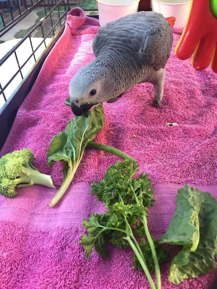 #MondayMotivation
Always remember to eat your veggies boys and girls. Remember little feetless Skippy that was rescued from a pet shop?
He's doing so well with lots of love from Dee. ❤❤
#stopWildlifeTrade #AdoptDontShop