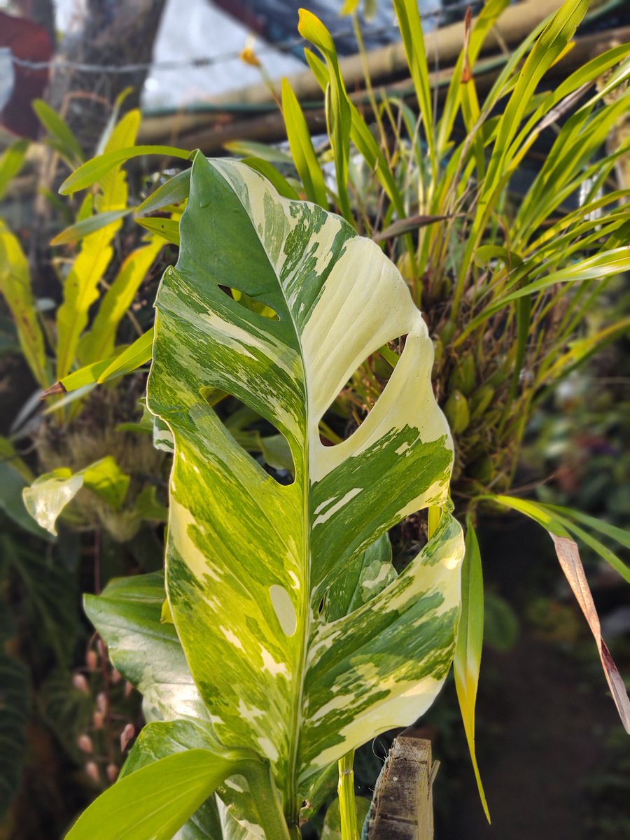 Bonito línea de monstera. 

Hoy les presento a esta hermosa MONSTERA LECHLERIANA VARIEGADA. 

Una rareza 100% mexicana y muy buscada por colecciónistas extranjeros.

Ya la conocías ??

#happymonsteramonday