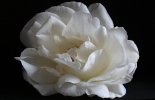 MdmGrenierphoto's tweet photo. Purchase a 40.00" x 30.00" stretched canvas print of Marianne Grenier's White rose bloom for the promotional price of โฌ103
Regular Price: $206
Follow this link : https://t.co/KWr1qIxt1w
#rose #rosepicture #rosephoto
@fineartamerica @MdmGrenierphoto https://t.co/JyPBHgVxNZ