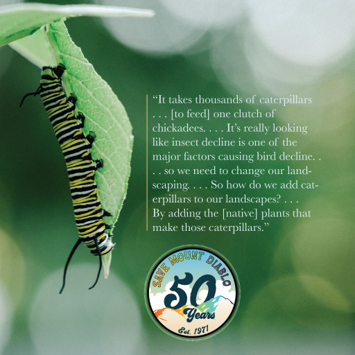 SaveMountDiablo's tweet photo. “[I]nsect decline is one of the major factors causing bird decline. . . So how do we add caterpillars to our landscapes? . . . By adding the [native] plants that make those caterpillars.” —Doug Tallamy

#SaveMountDiablo #MountDiablo  #CaliforniaNativePlants #HomegrownNationalPark https://t.co/lt36W9MYOM