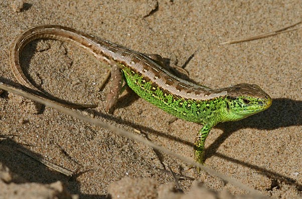 froglifers's tweet photo. Male #SandLizards are one of our brightest & most distinctive #reptiles with their amazing green flanks. Females are a more subtle brown colour, but both sexes have the distinctive ocelli or 'eye spot'.
#discoveringreptiles
📷 Matt Wilson
📷 Jim Coatsworth https://t.co/GrJ2ZNFg9w