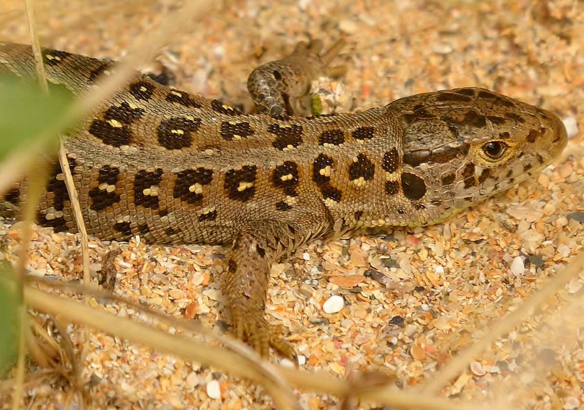 froglifers's tweet photo. Male #SandLizards are one of our brightest & most distinctive #reptiles with their amazing green flanks. Females are a more subtle brown colour, but both sexes have the distinctive ocelli or 'eye spot'.
#discoveringreptiles
📷 Matt Wilson
📷 Jim Coatsworth https://t.co/GrJ2ZNFg9w