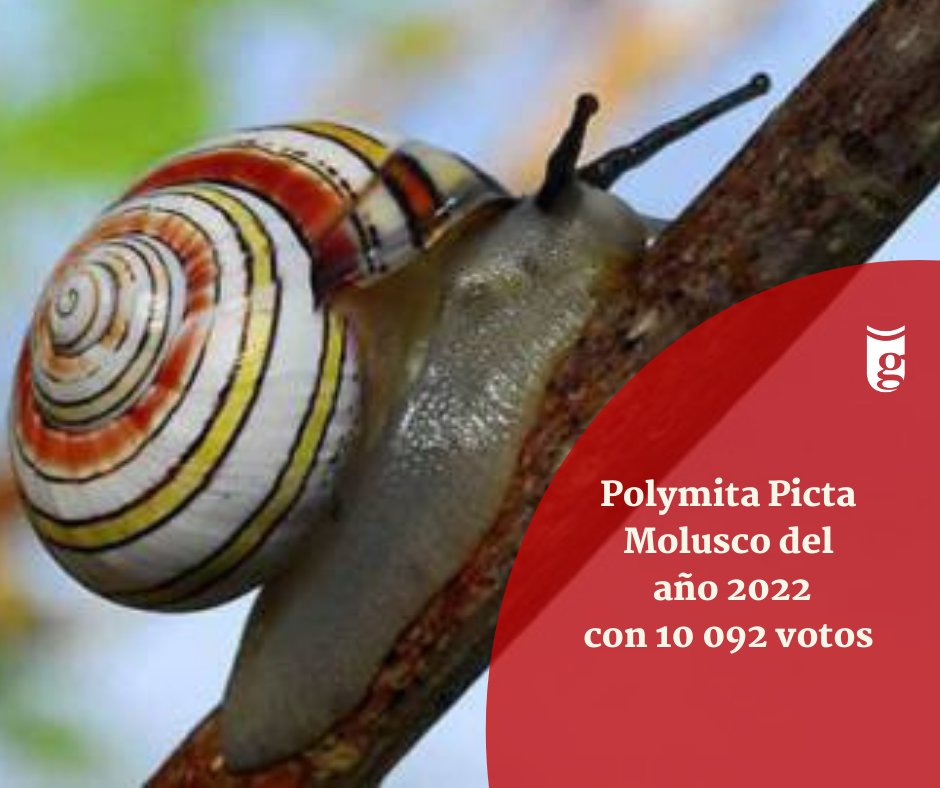 UG_Cuba's tweet photo. 👏👏 En @UG_Cuba también celebramos la reciente declaración de la #PolymitaPicta como Molusco del Año. Los detalles en👇👇
https://t.co/CZsfQRsy3c
#FaunaCuba #Cuba #Ciencia @citmacuba @citmagtmo @ElbaRosaPM @PrensaGtmo @cubadebatecu @ArandaCreagh https://t.co/oRNbQgyAI9