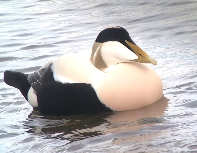 xbordercurrents's tweet photo. Thank you so much to everyone who contributed to #EiderDuckDay2022 yesterday.
Extra shoutout to @Captaincoquet @DavidPetts1 @HectorGannet @WildIntrigue #StMarysIslandWildlifeConservationSociety @ForShorebirds @lindisfarne_nnr #CoastProject @david1hirst @TomCadwallender https://t.co/xkrqw8UptA