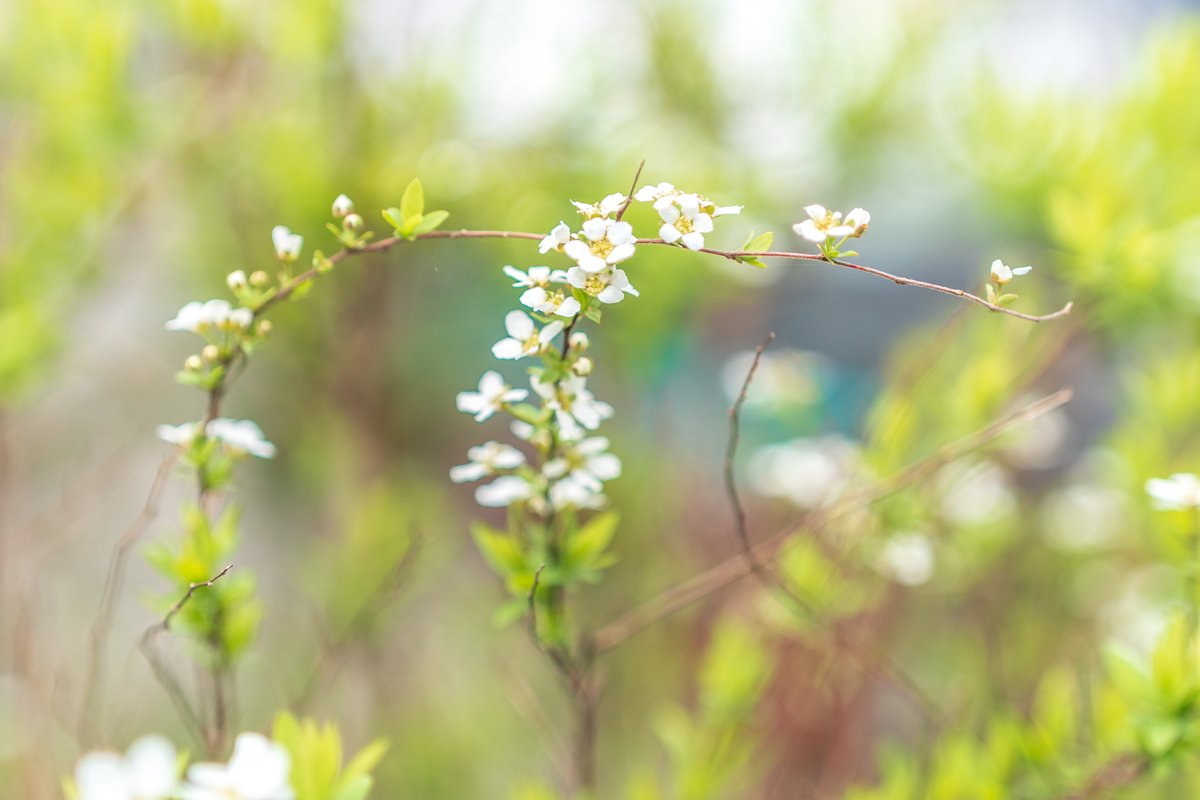 Dakiny's tweet photo. おはようございます😊
#市が尾 の街を散歩中に見かけた #春の花🌼を #α7C + Batis 2/40 CFで 撮影してみました。
#横浜市 #青葉区 #市ケ尾町
#花 #花が好き #花の写真
#ユスラウメ #椿 #ツバキ #ハナモモ #ユキヤナギ
#SONY #Zeiss #CarlZeiss #batis40f2cf #batis40f2
#batis40f2で切り取る世界 https://t.co/FjDfjDRpNu