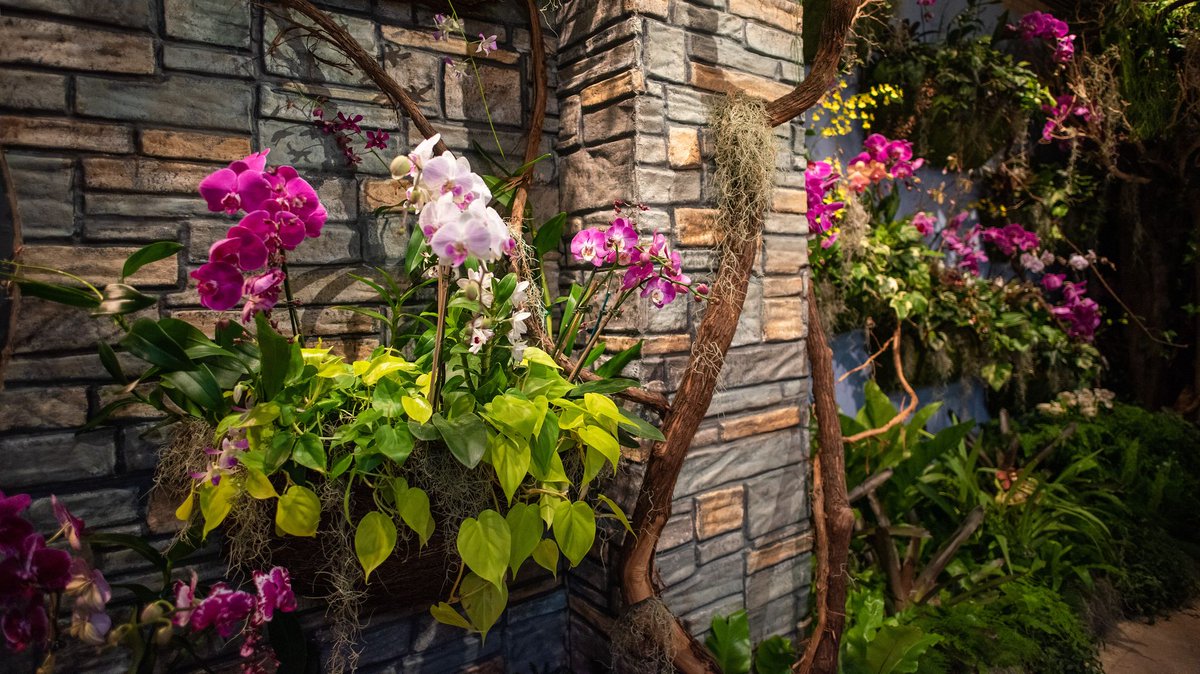 chicagobotanic's tweet photo. Escape to the untamed world of orchids. Now through Mar. 27, come see what happens when sweeps of orchids take over an old secret garden, burst through walls, twine around abandoned pillars, and spill over a 1900s-era piano. Get tickets to #untamedorchids: https://t.co/UQvlzy54Br https://t.co/x70cM5MHCe