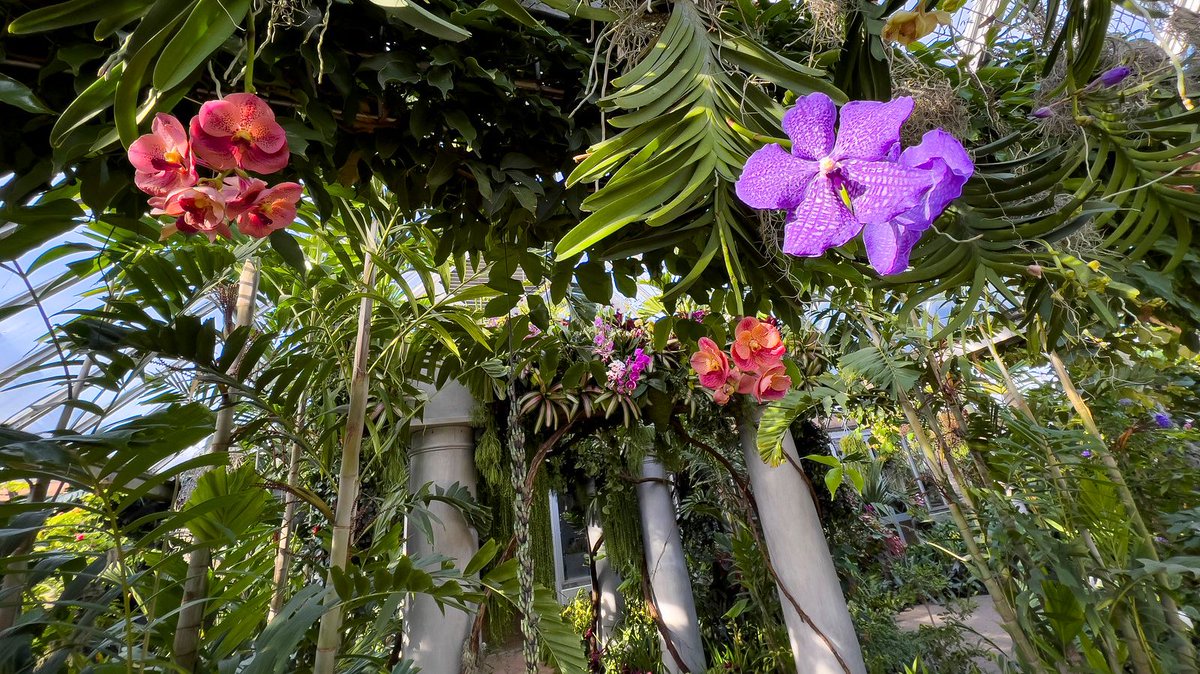 chicagobotanic's tweet photo. Escape to the untamed world of orchids. Now through Mar. 27, come see what happens when sweeps of orchids take over an old secret garden, burst through walls, twine around abandoned pillars, and spill over a 1900s-era piano. Get tickets to #untamedorchids: https://t.co/UQvlzy54Br https://t.co/x70cM5MHCe