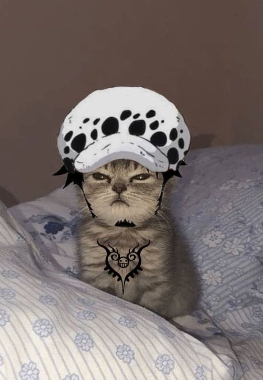Omae Wa Mou Shindeiru Nani Anime Meme Gift Cat from TeePublic | Day of the  Shirt