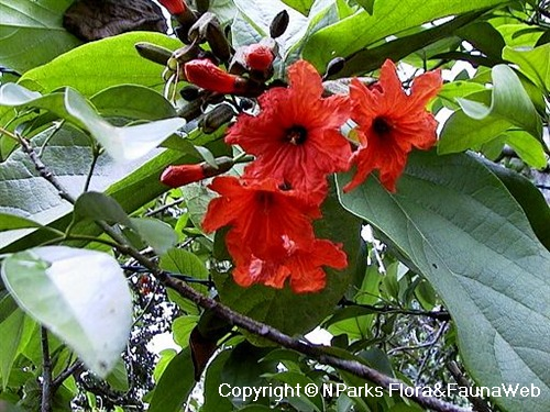 Biodiversity001's tweet photo. #FloraOfTheDay- Its attractive orange flowers will make you love the #GeigerTree (Cordia sebestena). It is native to the Caribbean region, Central and North America. Its attractive flowers and fragrant fruit is attractive to birds and butterflies.https://t.co/KPtmiKDUAg https://t.co/oQIVB4TOBO