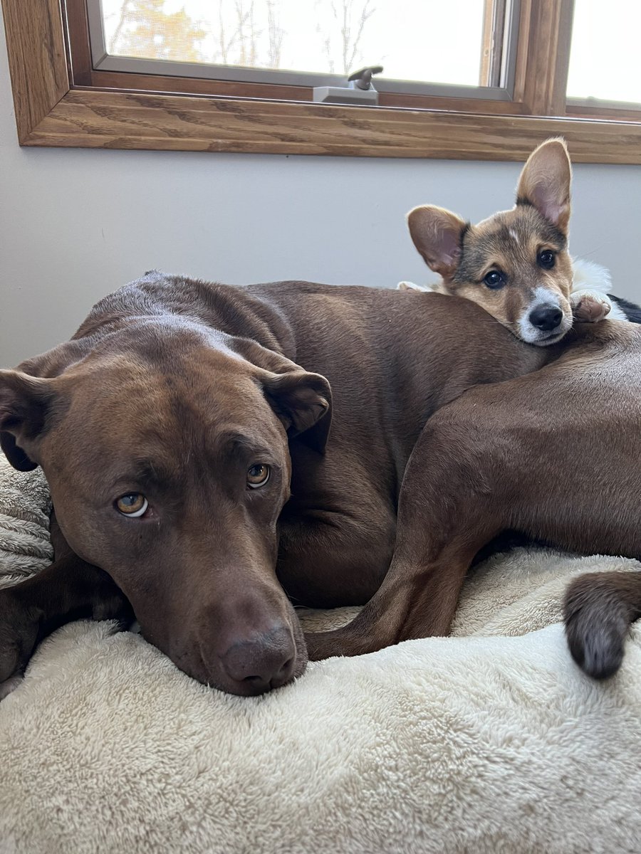 The best of friends 🥺