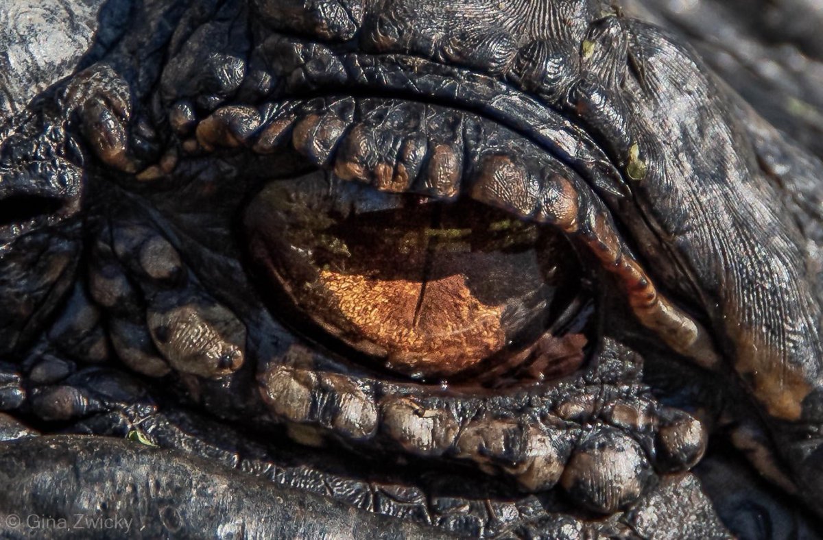 Gina Lloyd tweet media