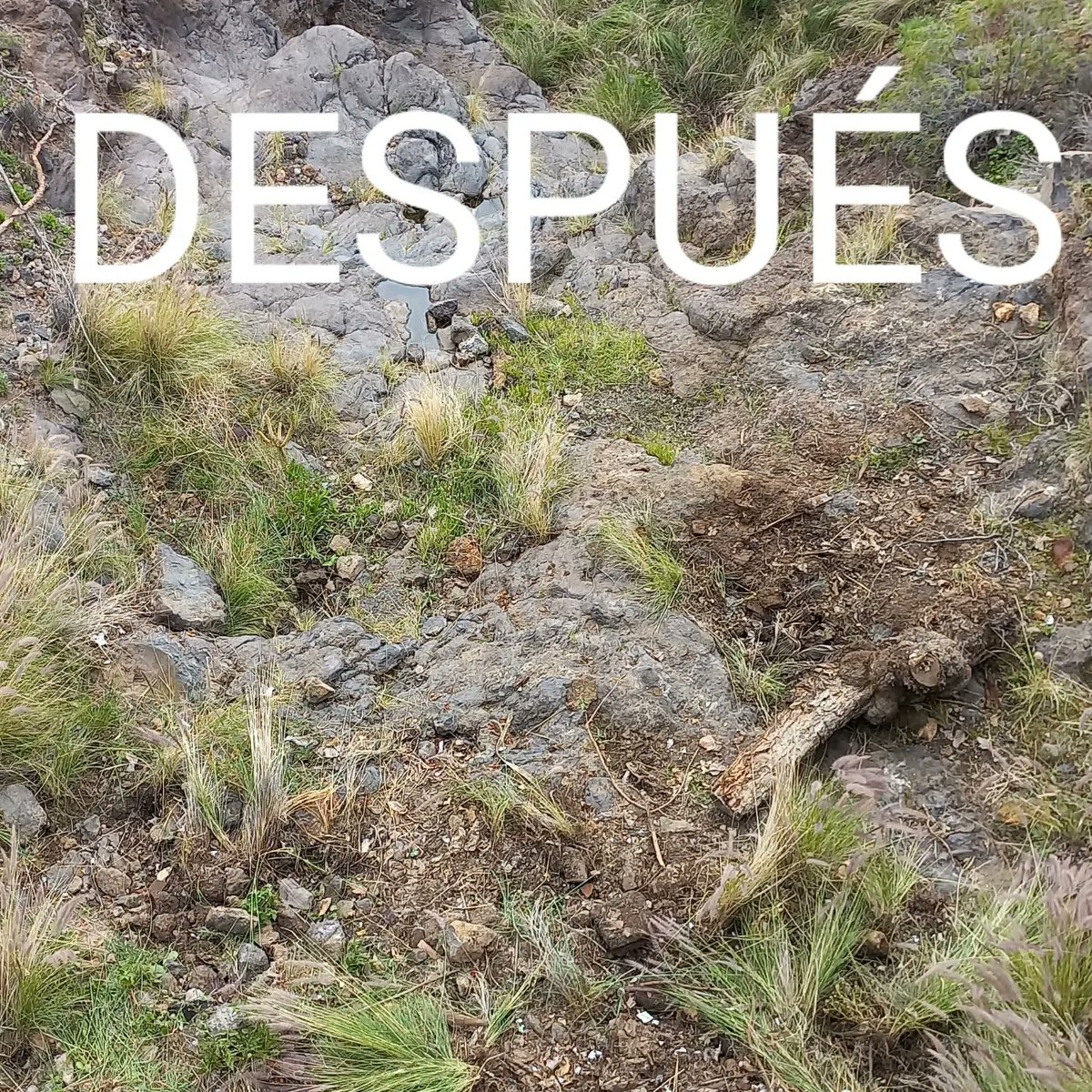 Ecoimplicados tweet media