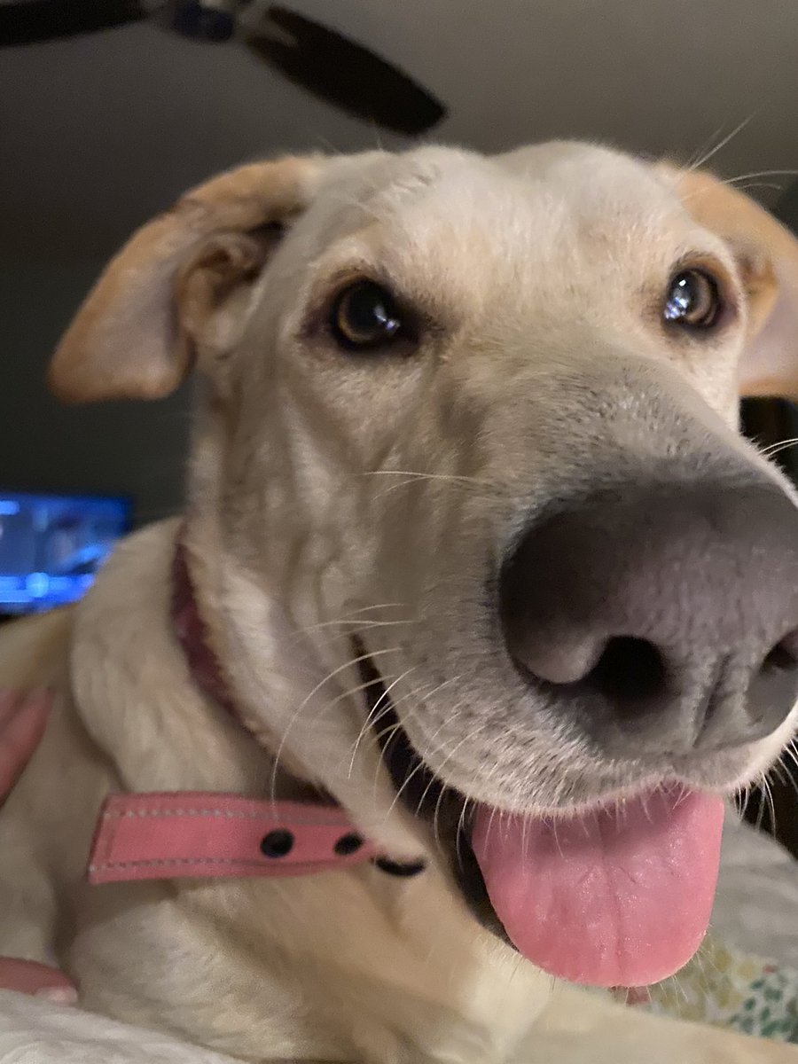 My mischievous pup ate my almost new glasses! I still love her, but I can’t see. What are my options? <a href="/warbyparker/">Warby Parker</a> <a href="/warbyparkerhelp/">Warby Parker Help</a>